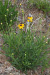 Missouri orange coneflower